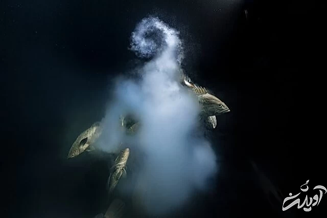 عکس های حیاتوحش برگزیده امسال را تماشا کنید